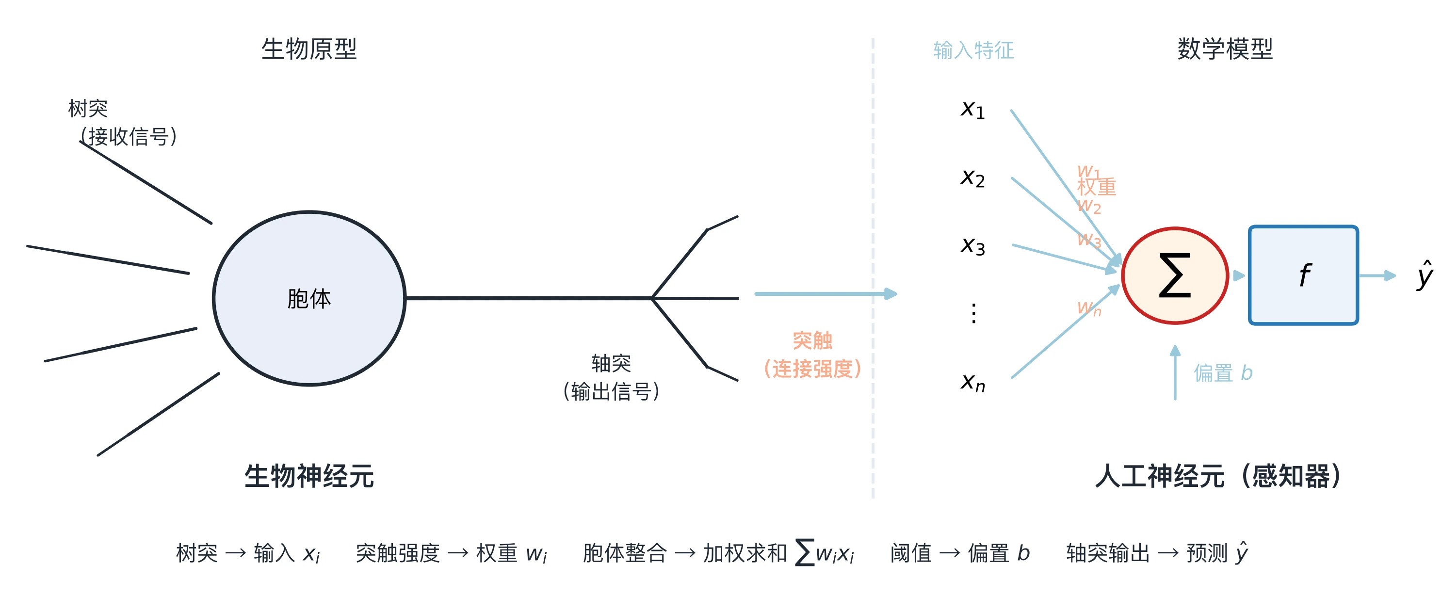 从生物神经元到人工神经元